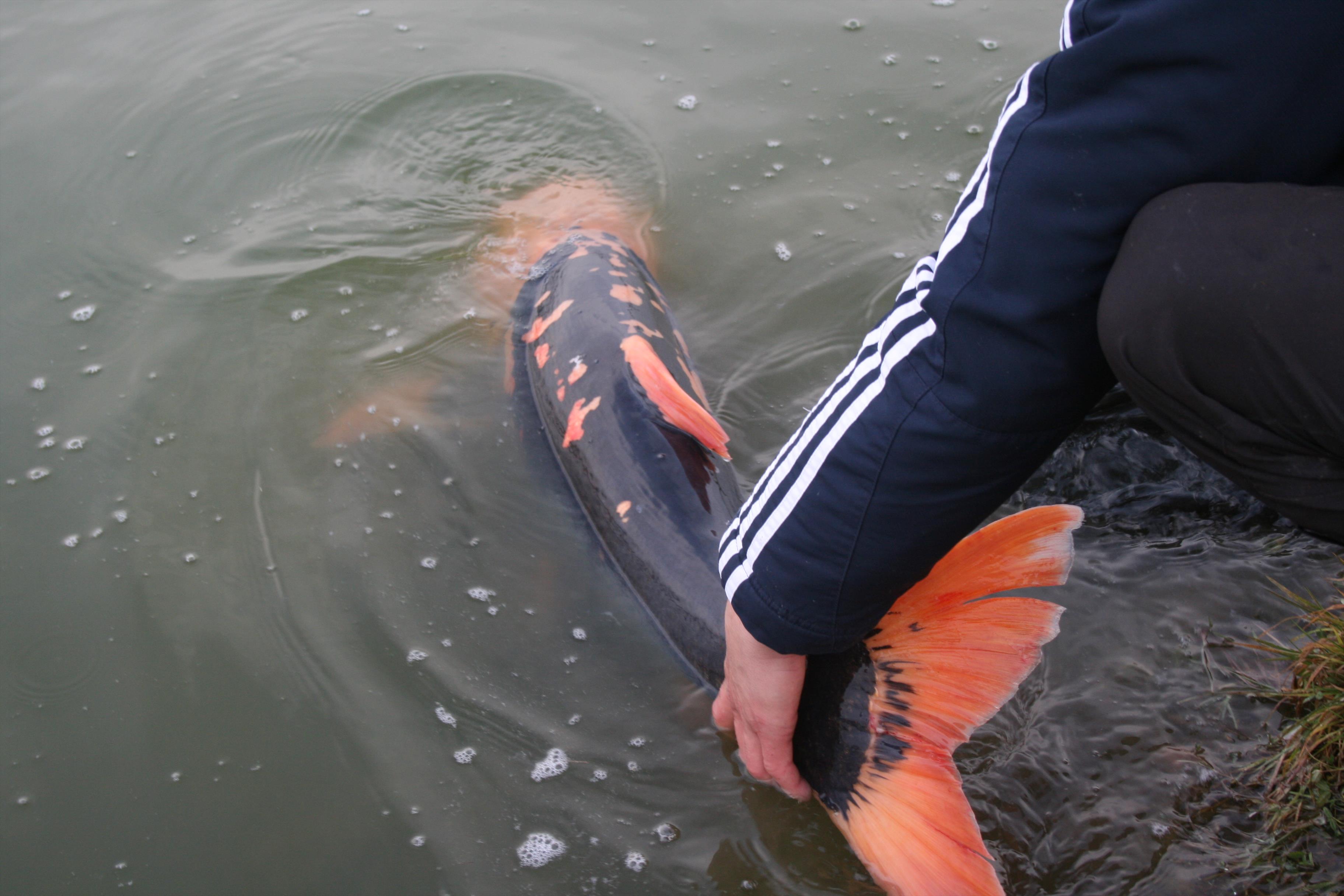 Un Extraterestru pe Floarea Popestiului  - Pescar: Catalin Nastase